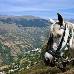 cheval-equitation-sierra-nevada-andalousie-espagne