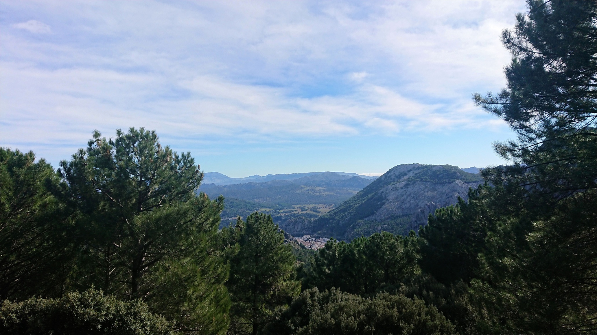 La forêt de Pinsapar dans la Sierra de Grazalema